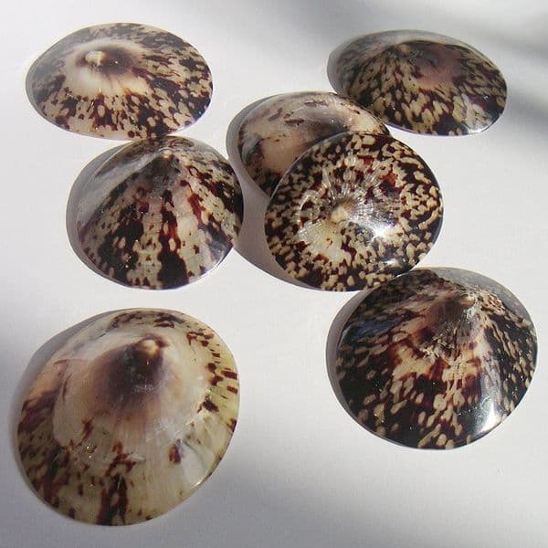Polished Limpet Shell | Polished Seashells