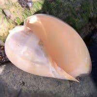 Polished Melon Shell | Large Shell | Shells for Sale