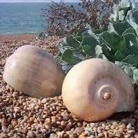 Polished Melon Shell | Large Shell | Shells for Sale