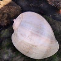 Polished Melon Shell | Large Shell | Shells for Sale