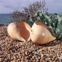 Polished Melon Shell | Large Shell | Shells for Sale