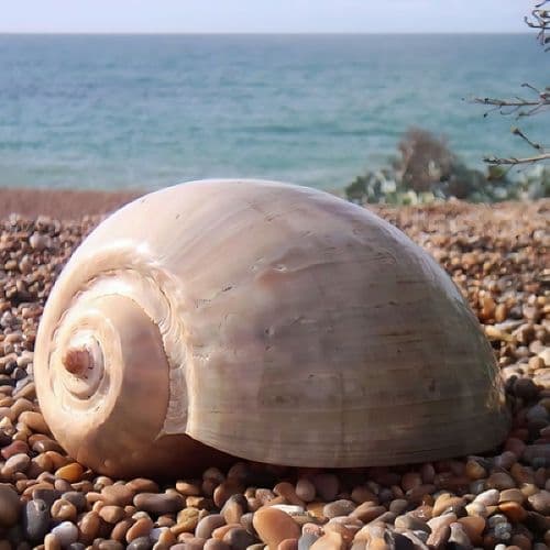 Polished Melon Shell – Large