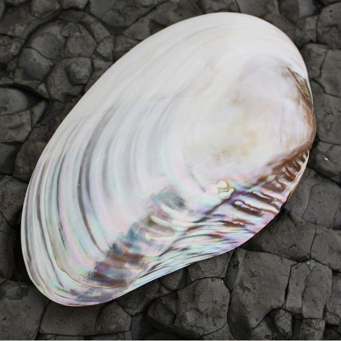 Polished Mussel Shell Half | Polished Shell | Mother of Pearl Shells