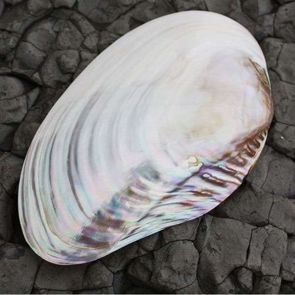 Polished Mussel Shell Half | Polished Shell | Mother of Pearl Shells