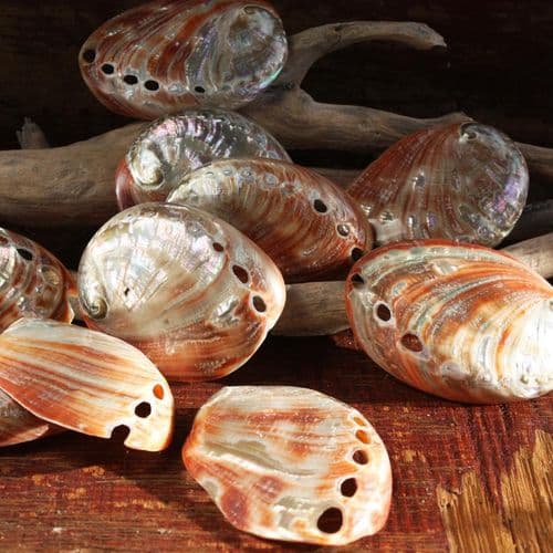 Buy Seashells UK |Polished Seashells | Mother of Pearl Shells | Sea ...
