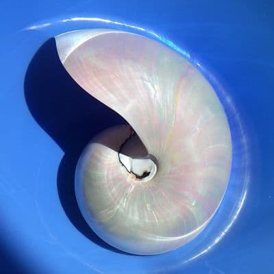 Sea Shells For Sale | Large Shells | Buy Sea Shells UK