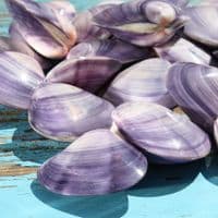 Polished Violet Clam Shell | Mactra Violacea Shell | Polished Shell