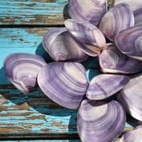 Polished Violet Clam Shell | Mactra Violacea Shell | Polished Shell