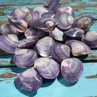 Polished Violet Clam Shell | Mactra Violacea Shell | Polished Shell