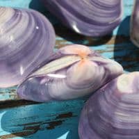 Polished Violet Clam Shell | Mactra Violacea Shell | Polished Shell