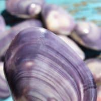 Polished Violet Clam Shell | Mactra Violacea Shell | Polished Shell