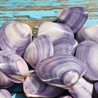 Polished Violet Clam Shell | Mactra Violacea Shell | Polished Shell