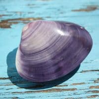 Polished Violet Clam Shell | Mactra Violacea Shell | Polished Shell