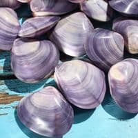 Polished Violet Clam Shell | Mactra Violacea Shell | Polished Shell