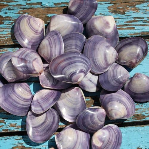 Polished Violet Clam Shell