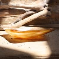 Polished Wing Oyster Shell | Mother of Pearl Shells