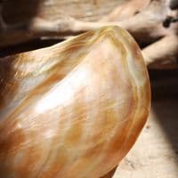 Polished Wing Oyster Shell | Mother of Pearl Shells