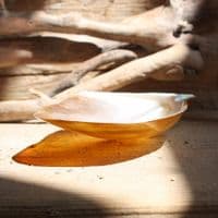 Polished Wing Oyster Shell | Mother of Pearl Shells