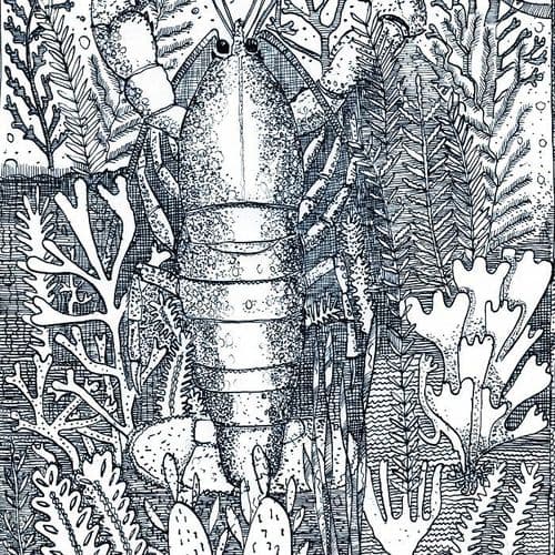 Prawn in Seaweed - Signed Print