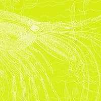 Prawn Signed Print | Fine Art Print | Andrew Ruffhead