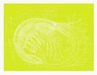 Prawn Signed Print | Fine Art Print | Andrew Ruffhead