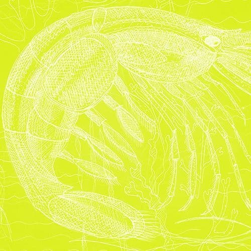 Prawn - Signed Print
