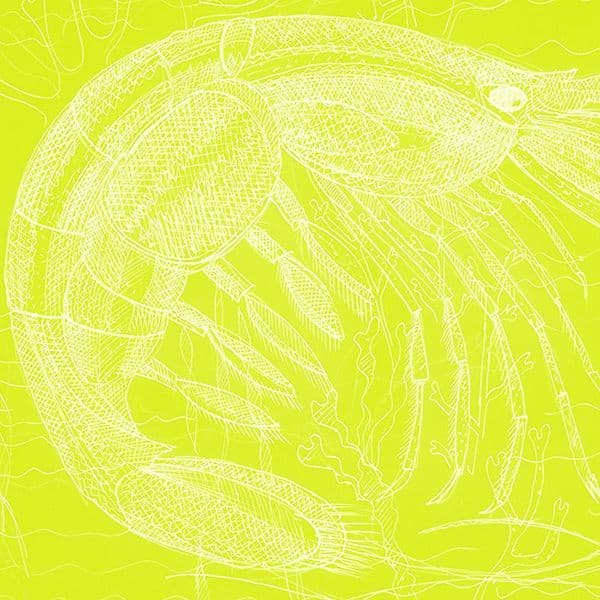 Prawn Signed Print | Fine Art Print | Andrew Ruffhead