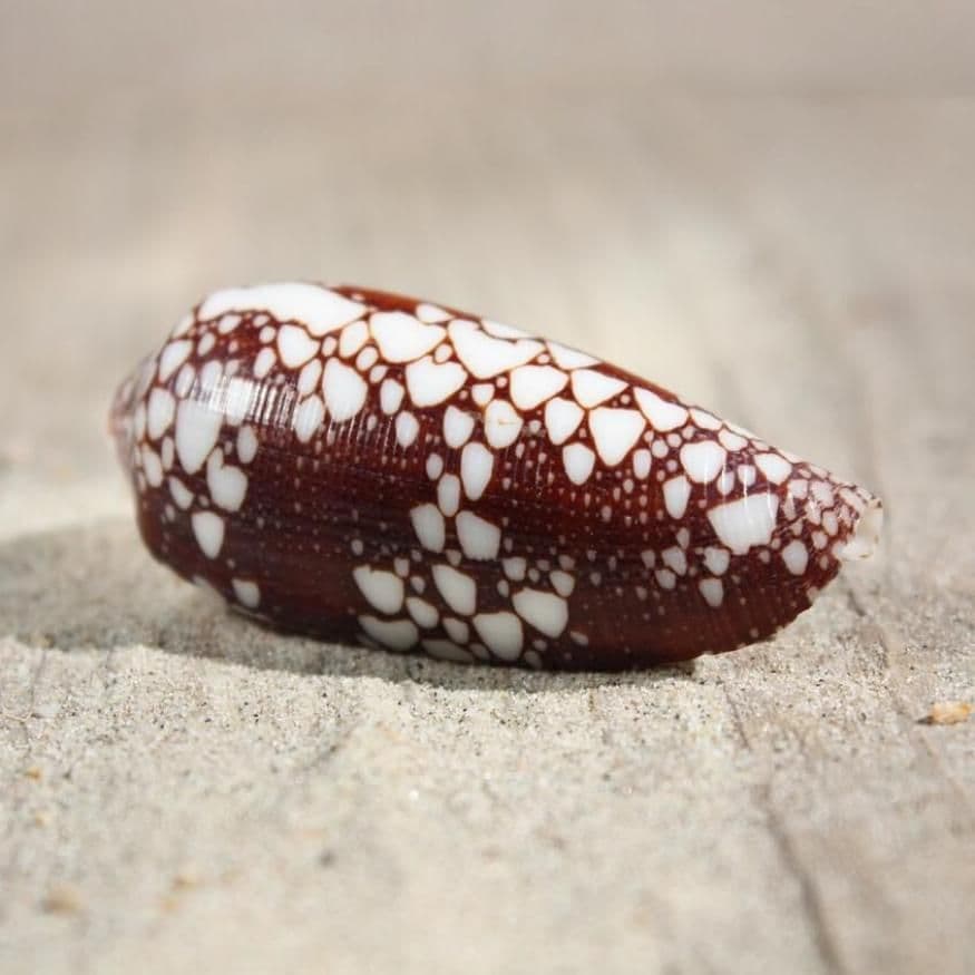 Princely Cone Shell | Conus Aulicus