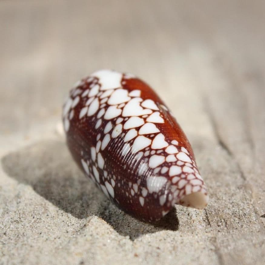 Princely Cone Shell | Conus Aulicus