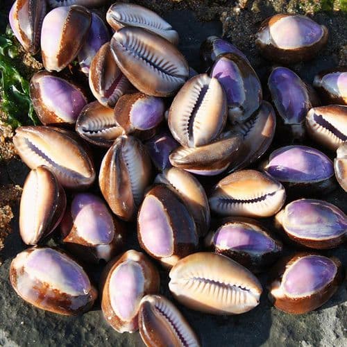 Purple Top Snakehead Cowrie Shells - pack of 3