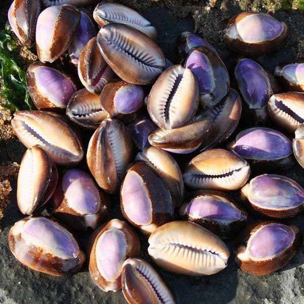 Purple Top Snakehead Cowrie Shells | Cypraea Caputserpentis | Beach Shells