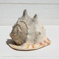 Queen Helmet Shell | Horned Helmet | Cassis Cornuta