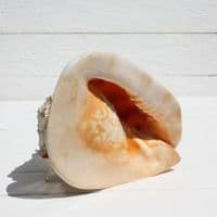 Queen Helmet Shell | Horned Helmet | Cassis Cornuta