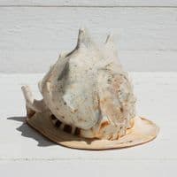 Queen Helmet Shell | Horned Helmet | Cassis Cornuta