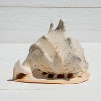 Queen Helmet Shell | Horned Helmet | Cassis Cornuta