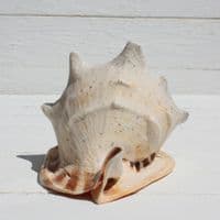 Queen Helmet Shell | Horned Helmet | Cassis Cornuta