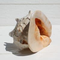 Queen Helmet Shell | Horned Helmet | Cassis Cornuta