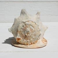 Queen Helmet Shell | Horned Helmet | Cassis Cornuta