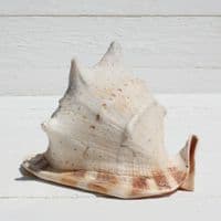 Queen Helmet Shell | Horned Helmet | Cassis Cornuta