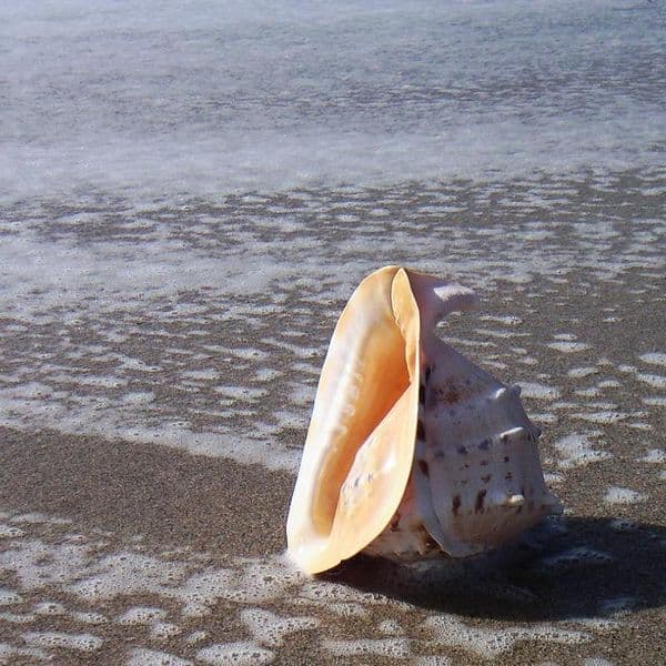 Queen Helmet Shell | Horned Helmet | Cassis Cornuta