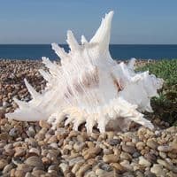 Ramosus Murex Seashell