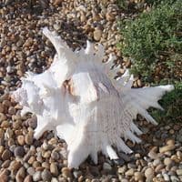 Ramosus Murex Seashell