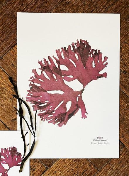 Red Dulse Seaweed Print | Limited Edition Print | Palmaria Palmata Seaweed