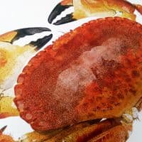 Red Rock Crab Print | Martyn Warren | Cancer Productus