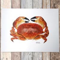Red Rock Crab Print | Martyn Warren | Cancer Productus