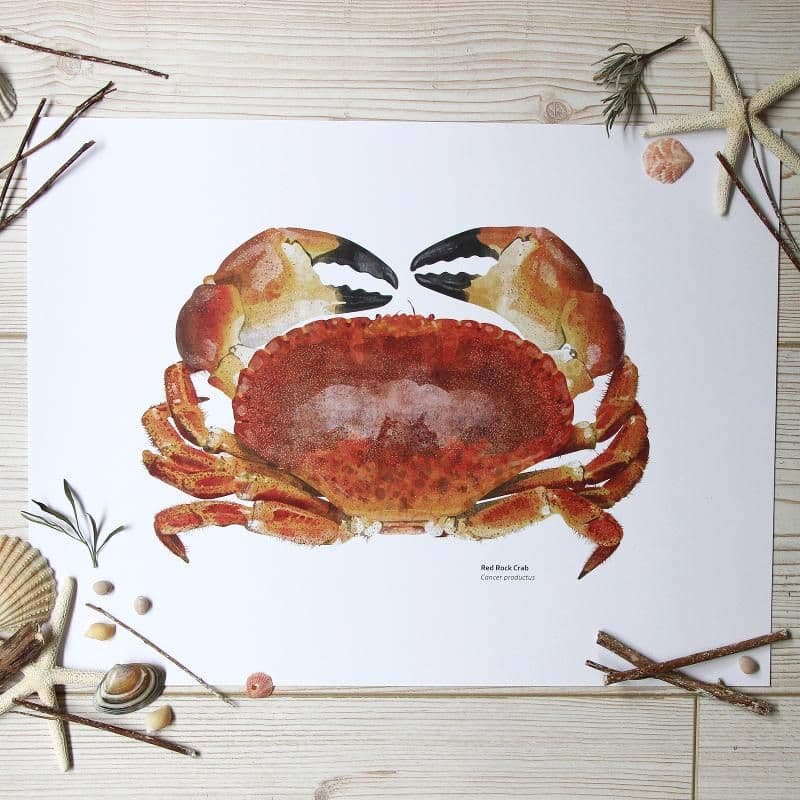 Red Rock Crab Print