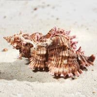 Rose Branch Murex Shell | Chicoreus Palmarosae