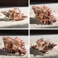 Rose Branch Murex Shell | Chicoreus Palmarosae