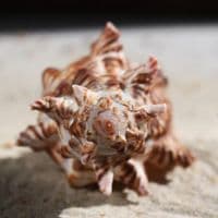 Rose Branch Murex Shell | Chicoreus Palmarosae
