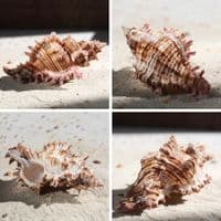 Rose Branch Murex Shell | Chicoreus Palmarosae